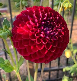 Two Pony Dahlia Plant 'KEN'S CHOICE’