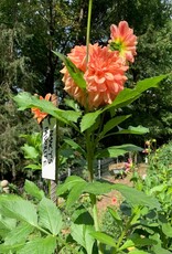 Two Pony Dahlia Plant 'NANCY'S FAVORITE’