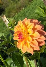 Two Pony Dahlia Plant 'NANCY'S FAVORITE’