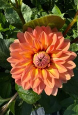 Two Pony Dahlia Plant 'NANCY'S FAVORITE’
