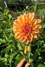 Two Pony Dahlia Plant 'NANCY'S FAVORITE’