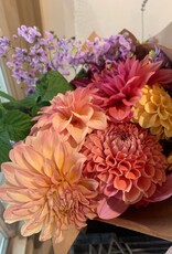 Two Pony Dahlia Plant 'NANCY'S FAVORITE’