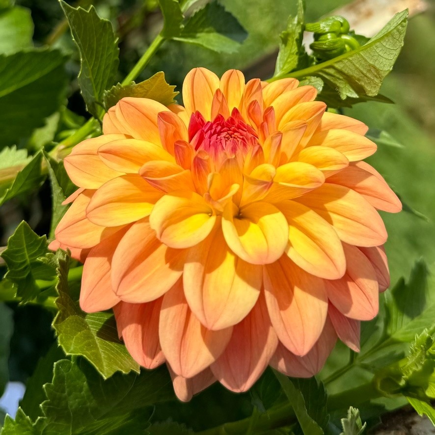 Two Pony Dahlia Plant 'NANCY'S FAVORITE’