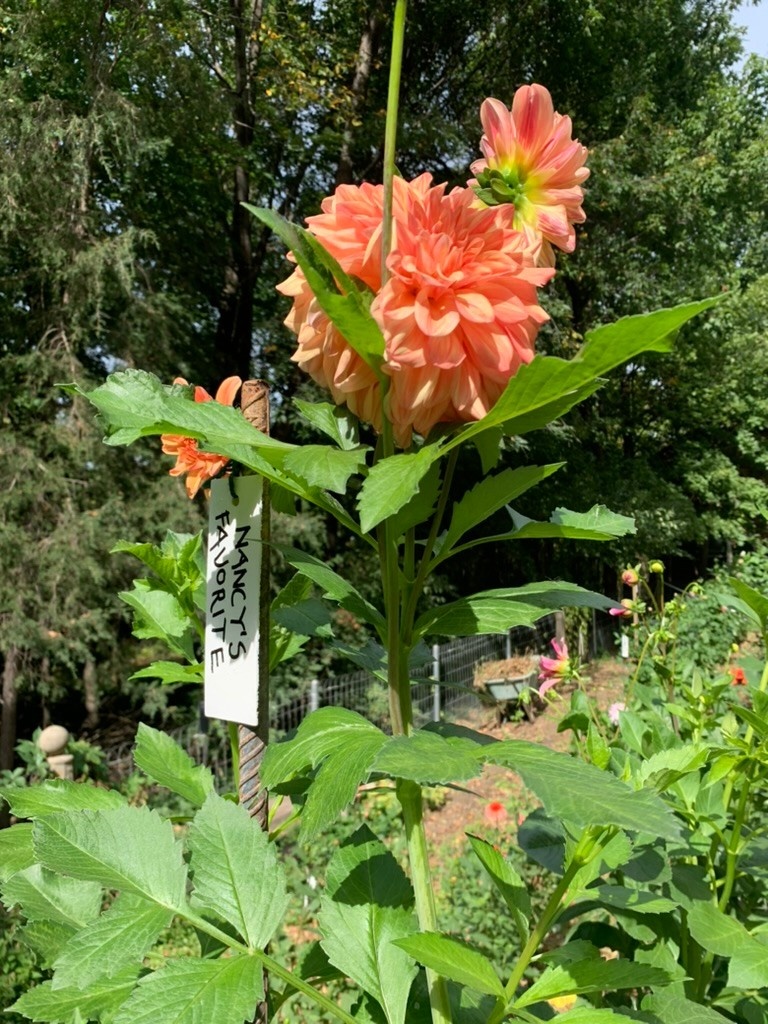 Two Pony Dahlia Plant 'NANCY'S FAVORITE’