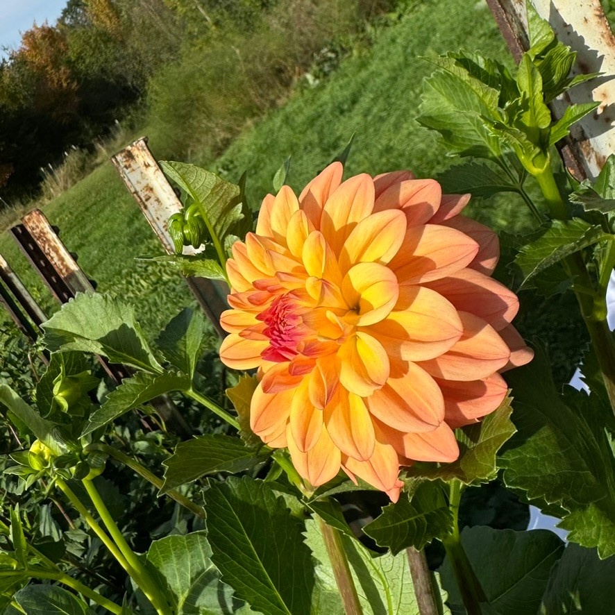 Two Pony Dahlia Plant 'NANCY'S FAVORITE’
