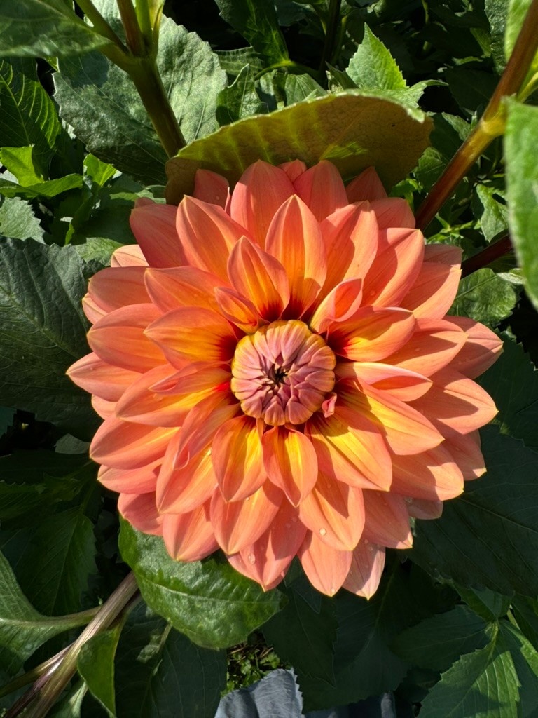 Two Pony Dahlia Plant 'NANCY'S FAVORITE’