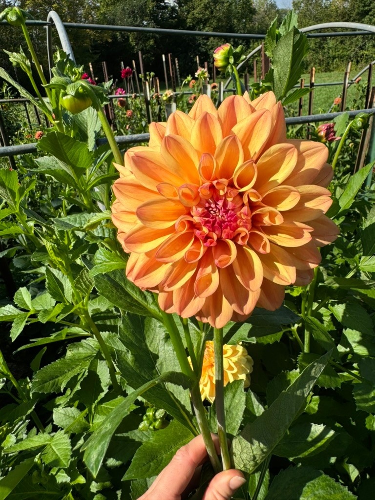 Two Pony Dahlia Plant 'NANCY'S FAVORITE’