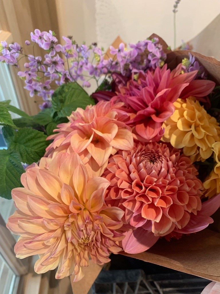 Two Pony Dahlia Plant 'NANCY'S FAVORITE’
