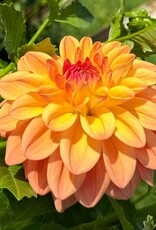 Two Pony Dahlia Plant 'NANCY'S FAVORITE’
