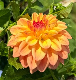 Two Pony Dahlia Plant 'NANCY'S FAVORITE’