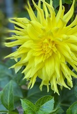 Two Pony Dahlia Plant 'PARKLAND AMIGO’