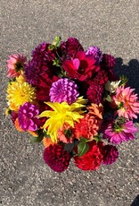 Two Pony Dahlia Plant 'PARKLAND AMIGO’