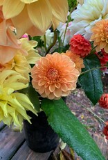 Two Pony Dahlia Plant 'PARKLAND AMIGO’
