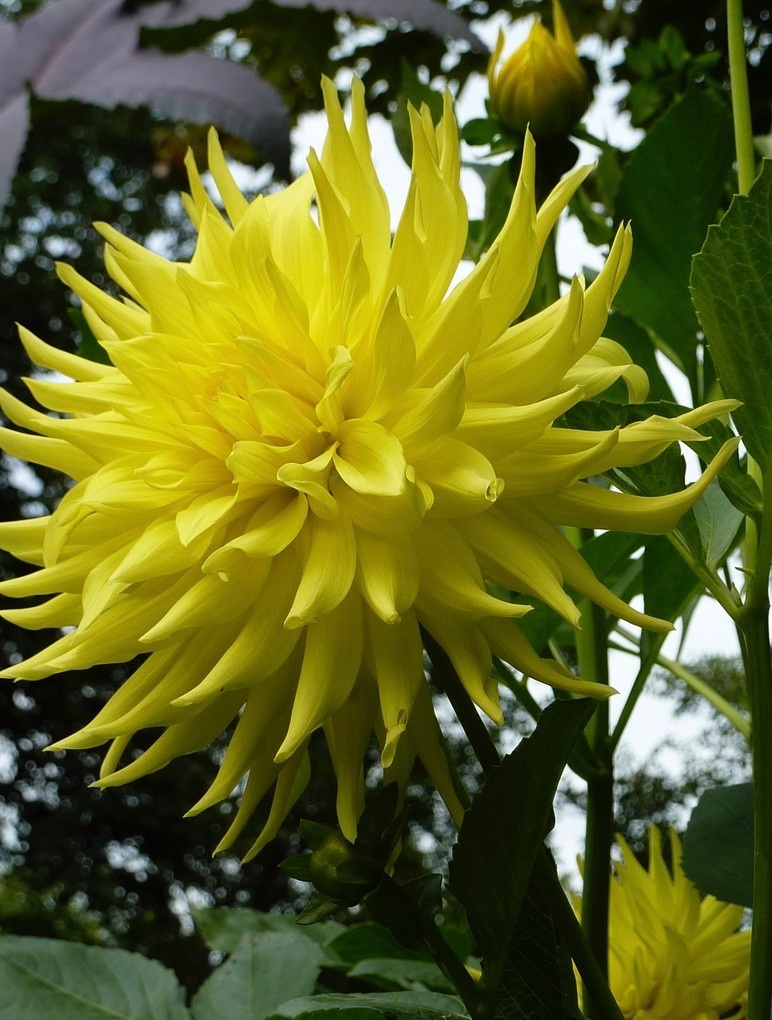 Two Pony Dahlia Plant 'PARKLAND AMIGO’