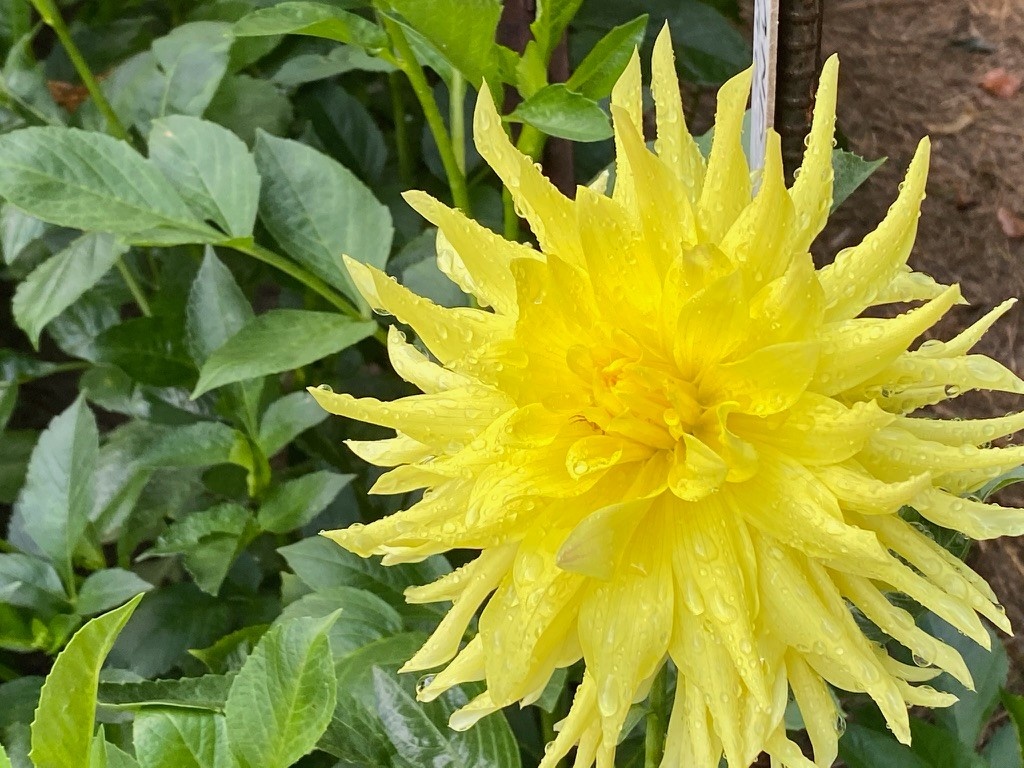 Two Pony Dahlia Plant 'PARKLAND AMIGO’