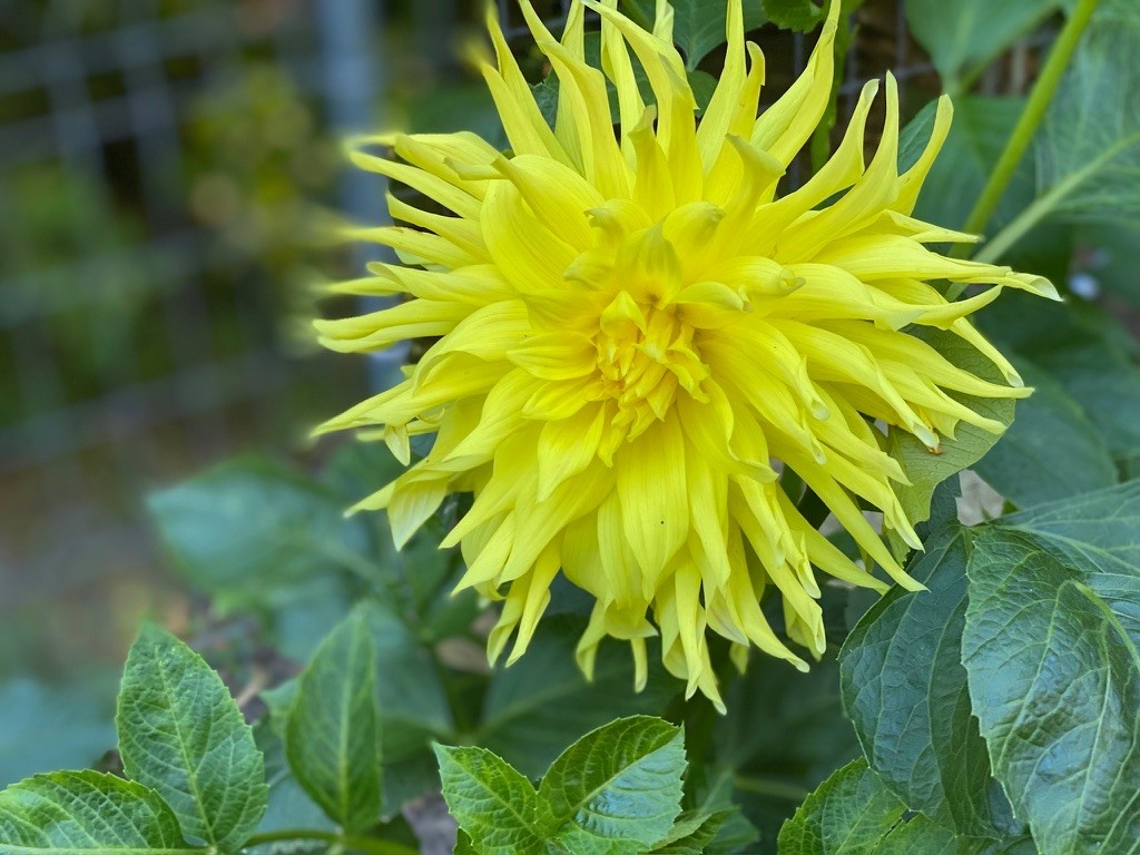Two Pony Dahlia Plant 'PARKLAND AMIGO’