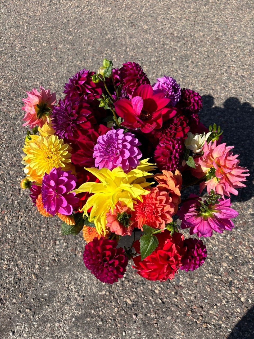 Two Pony Dahlia Plant 'PARKLAND AMIGO’