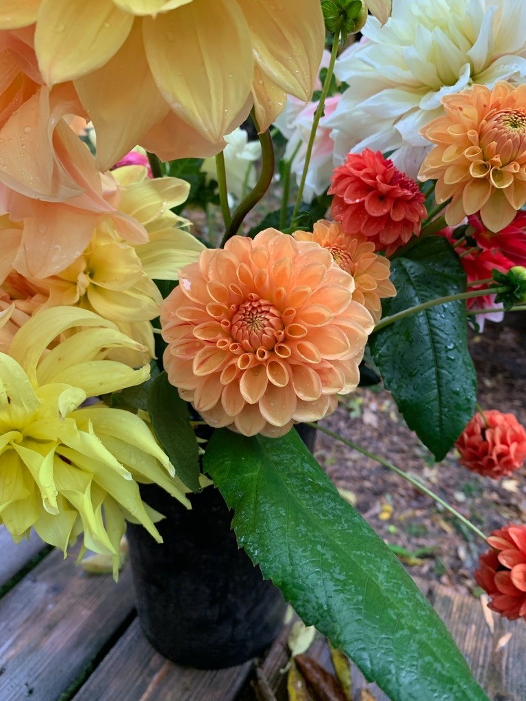 Two Pony Dahlia Plant 'PARKLAND AMIGO’
