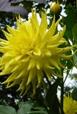 Two Pony Dahlia Plant 'PARKLAND AMIGO’