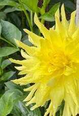Two Pony Dahlia Plant 'PARKLAND AMIGO’