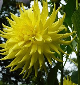 Two Pony Dahlia Plant 'PARKLAND AMIGO’
