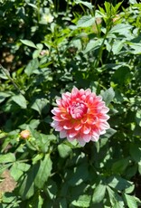 Two Pony Dahlia Plant 'SUMMIT FESTIVAL’