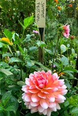 Two Pony Dahlia Plant 'SUMMIT FESTIVAL’