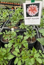 Two Pony Dahlia Plant 'SUMMIT FESTIVAL’