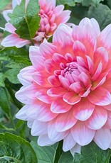 Two Pony Dahlia Plant 'SUMMIT FESTIVAL’