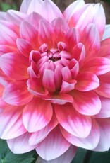 Two Pony Dahlia Plant 'SUMMIT FESTIVAL’