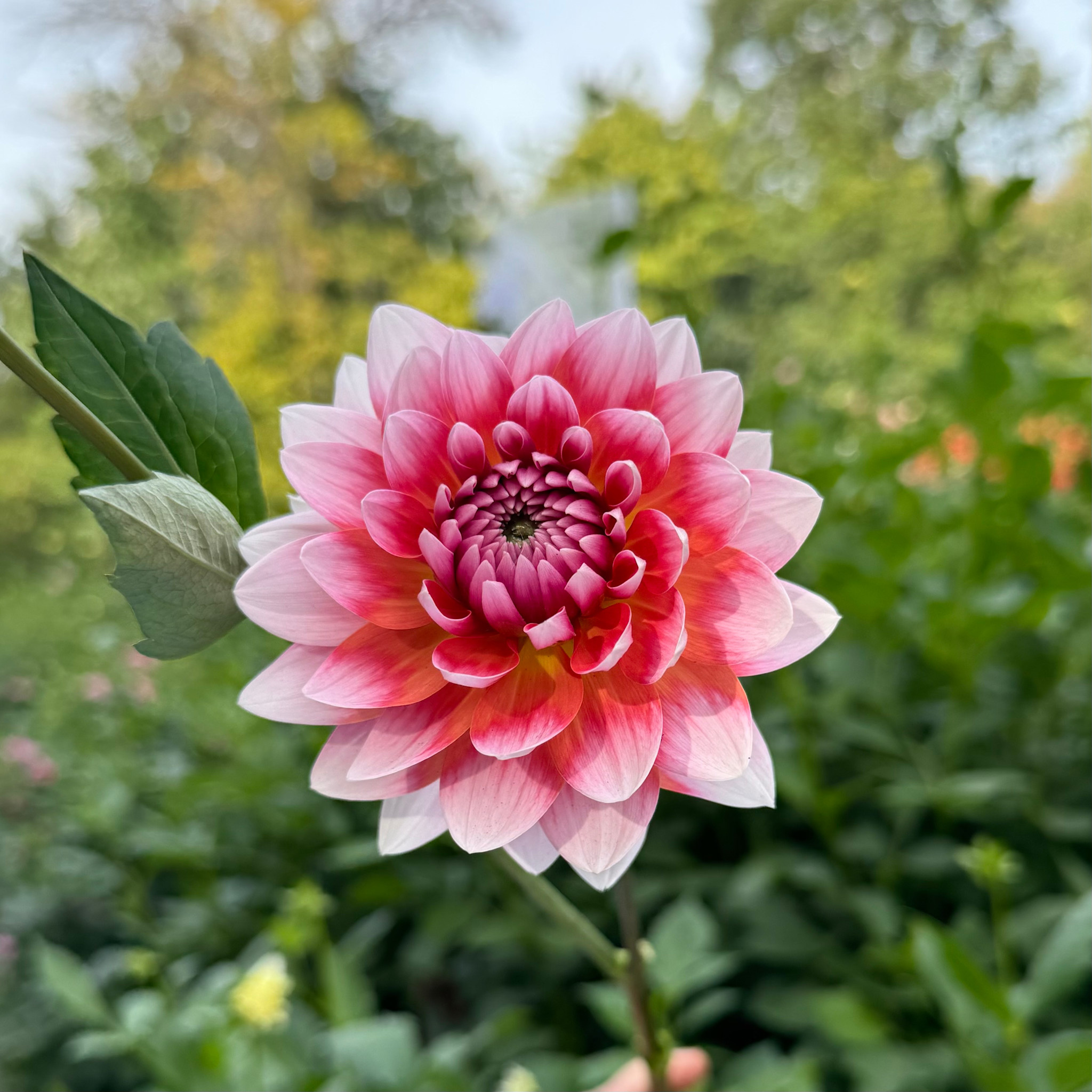 Two Pony Dahlia Plant 'SUMMIT FESTIVAL’