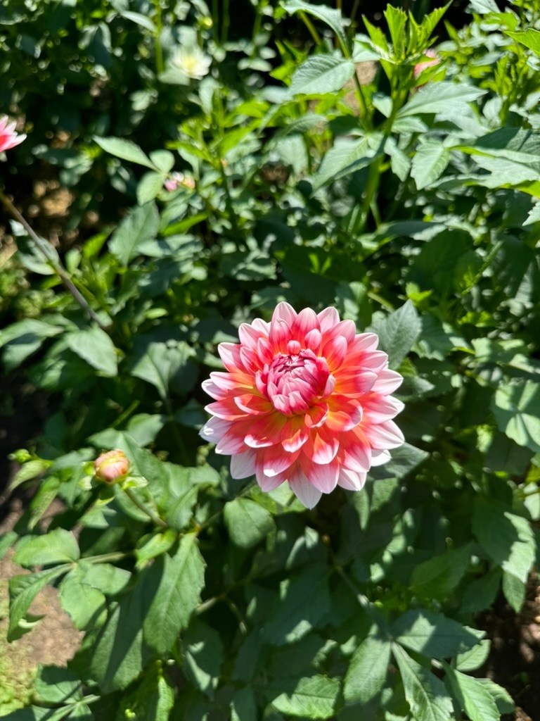 Two Pony Dahlia Plant 'SUMMIT FESTIVAL’