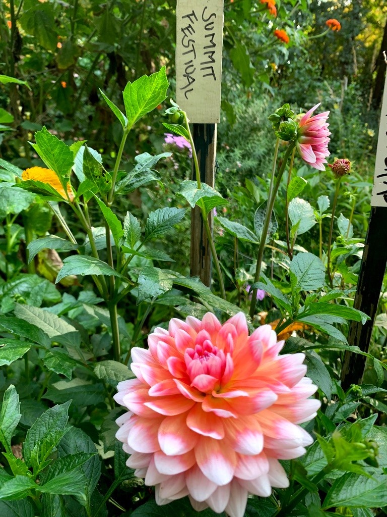 Two Pony Dahlia Plant 'SUMMIT FESTIVAL’