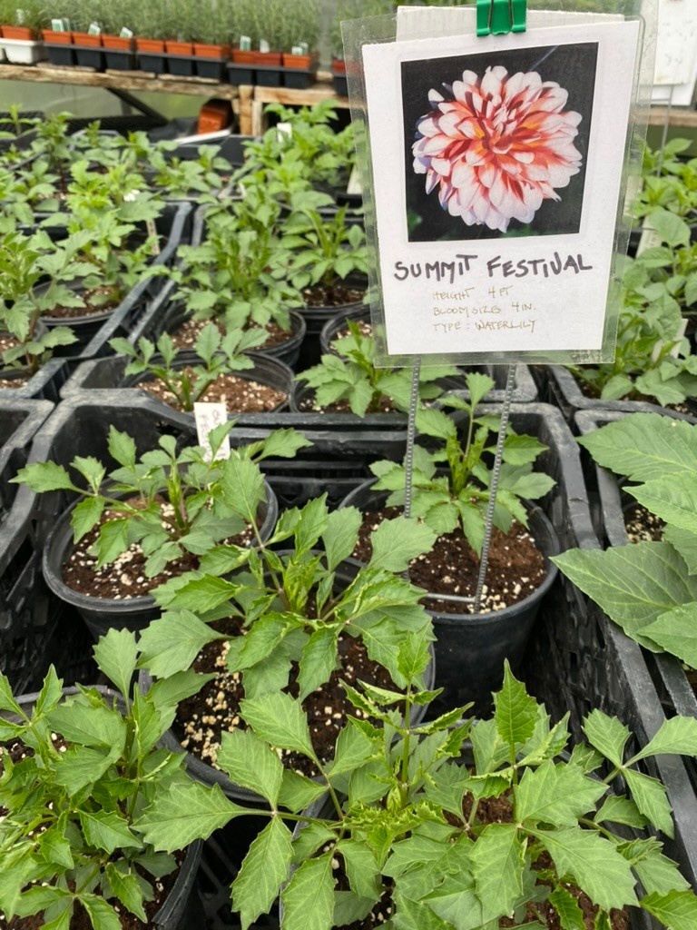 Two Pony Dahlia Plant 'SUMMIT FESTIVAL’