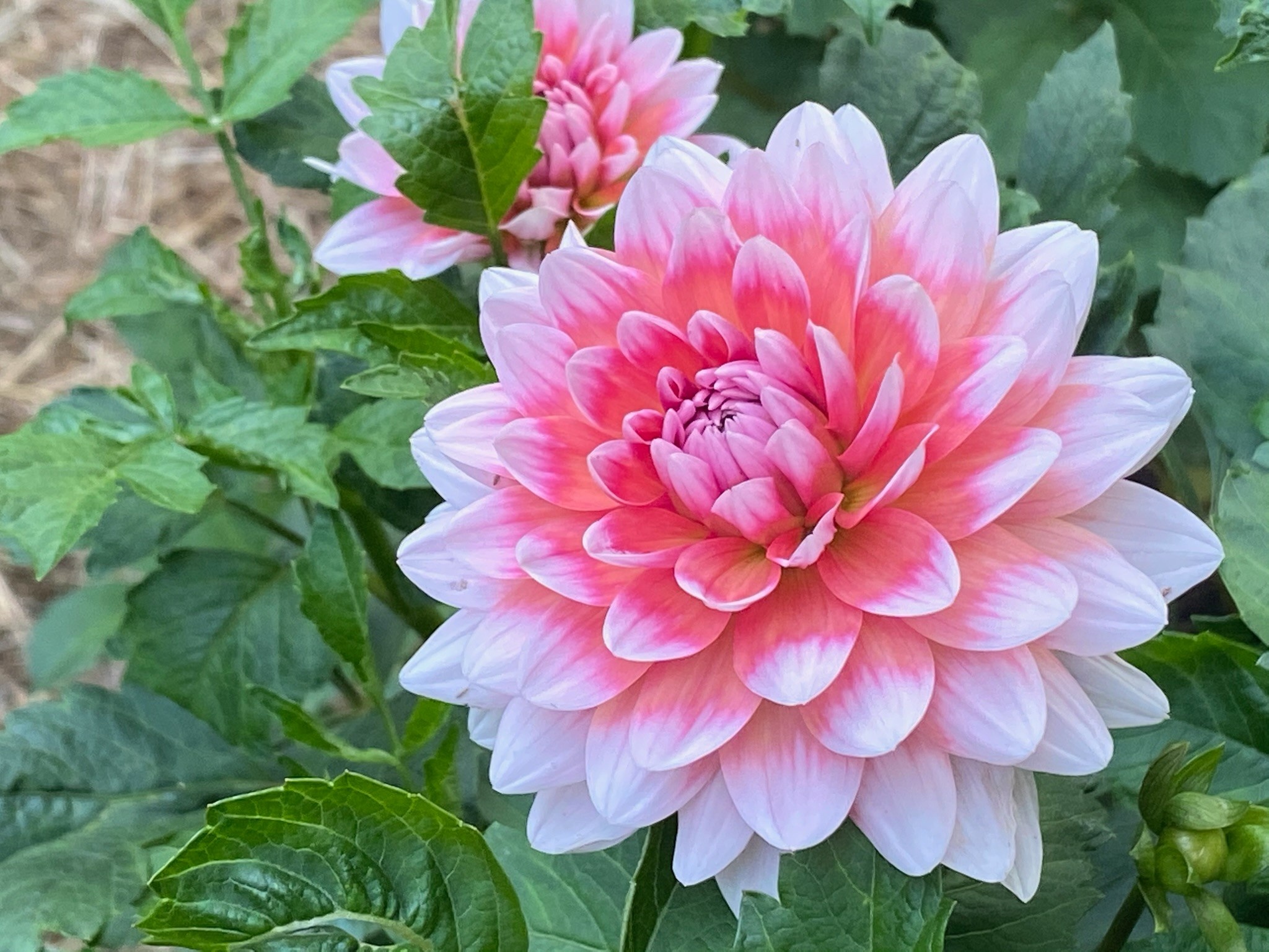 Two Pony Dahlia Plant 'SUMMIT FESTIVAL’
