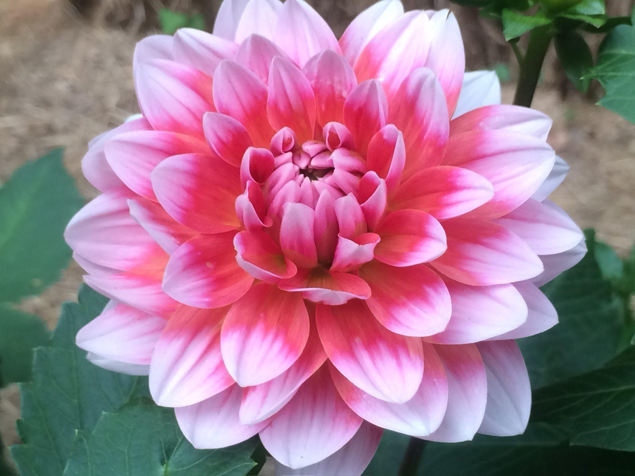 Two Pony Dahlia Plant 'SUMMIT FESTIVAL’