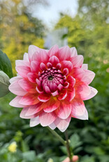 Two Pony Dahlia Plant 'SUMMIT FESTIVAL’