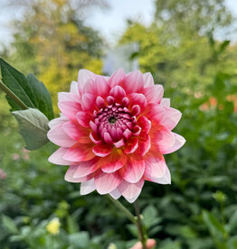 Two Pony Dahlia Plant 'SUMMIT FESTIVAL’