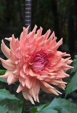 Two Pony Dahlia Plant 'TERRACOTTA’