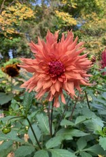 Two Pony Dahlia Plant 'TERRACOTTA’
