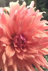 Two Pony Dahlia Plant 'TERRACOTTA’