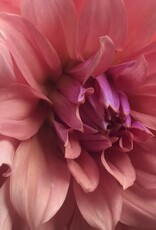 Two Pony Dahlia Plant 'TERRACOTTA’