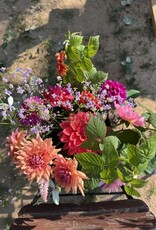 Two Pony Dahlia Plant 'TERRACOTTA’