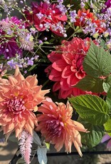 Two Pony Dahlia Plant 'TERRACOTTA’