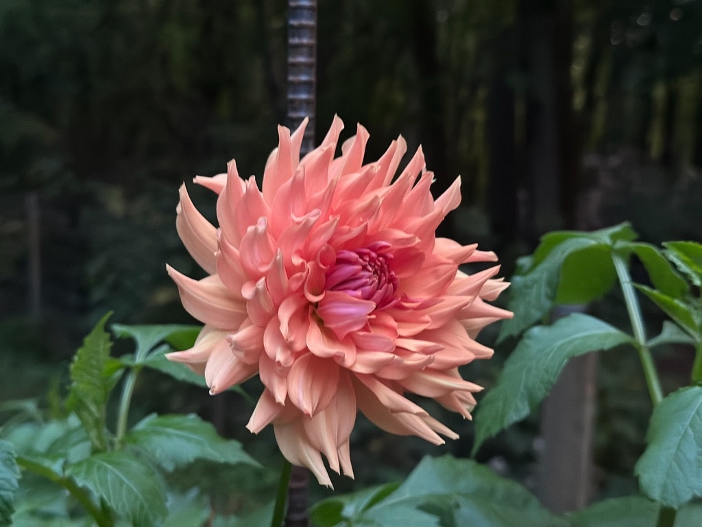 Two Pony Dahlia Plant 'TERRACOTTA’
