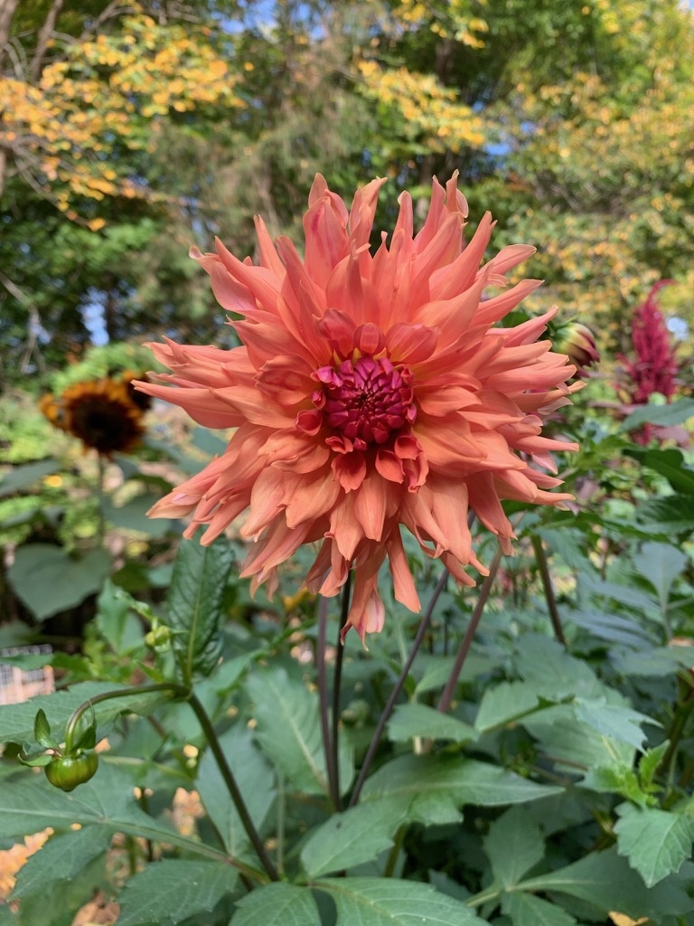 Two Pony Dahlia Plant 'TERRACOTTA’