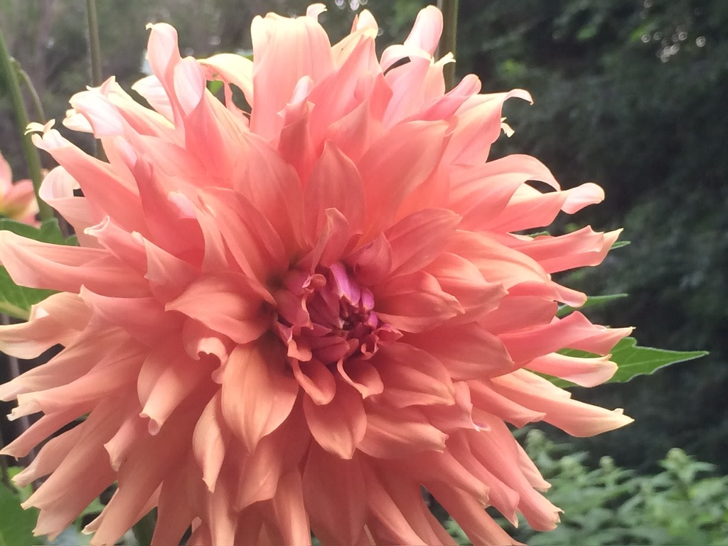 Two Pony Dahlia Plant 'TERRACOTTA’