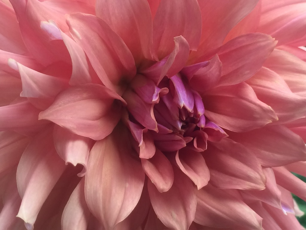 Two Pony Dahlia Plant 'TERRACOTTA’