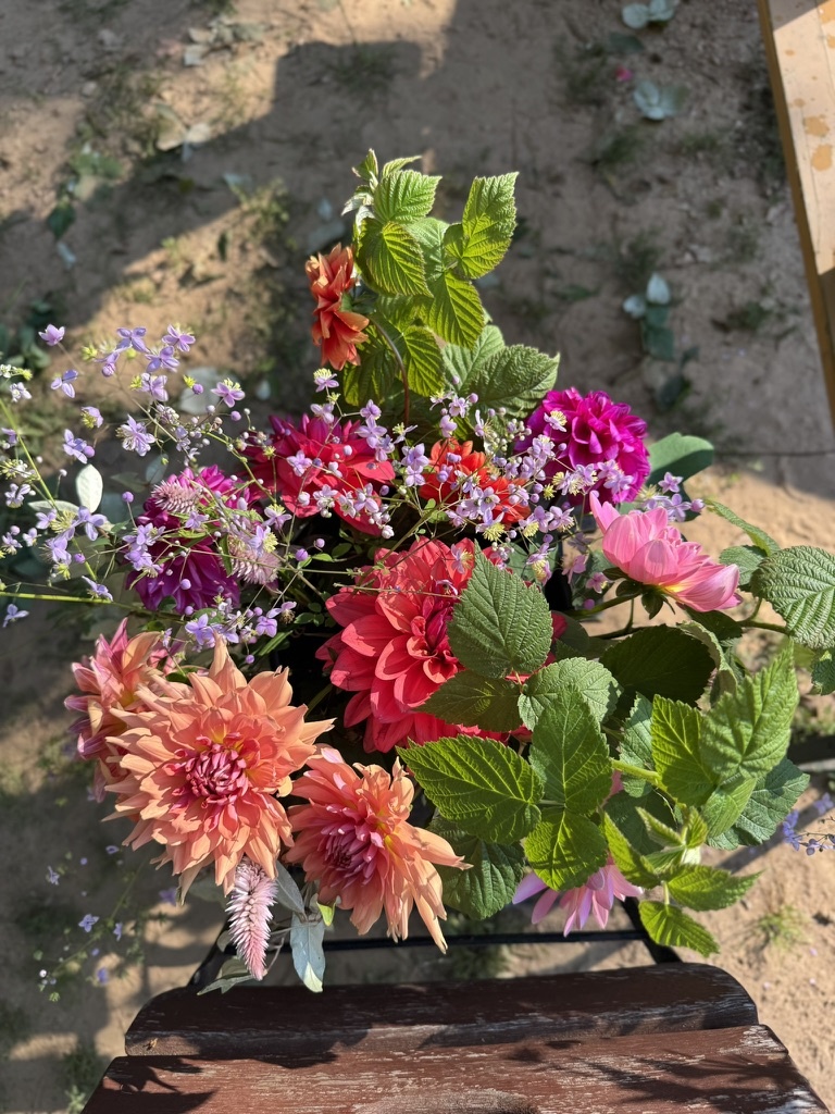 Two Pony Dahlia Plant 'TERRACOTTA’