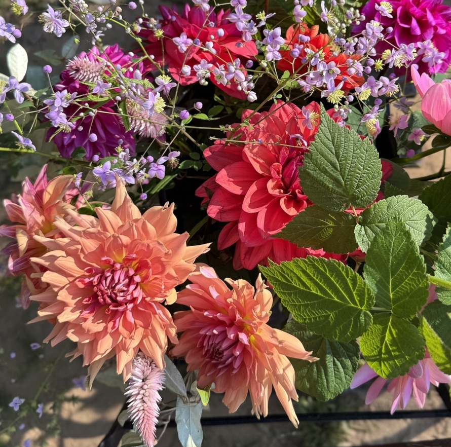 Two Pony Dahlia Plant 'TERRACOTTA’